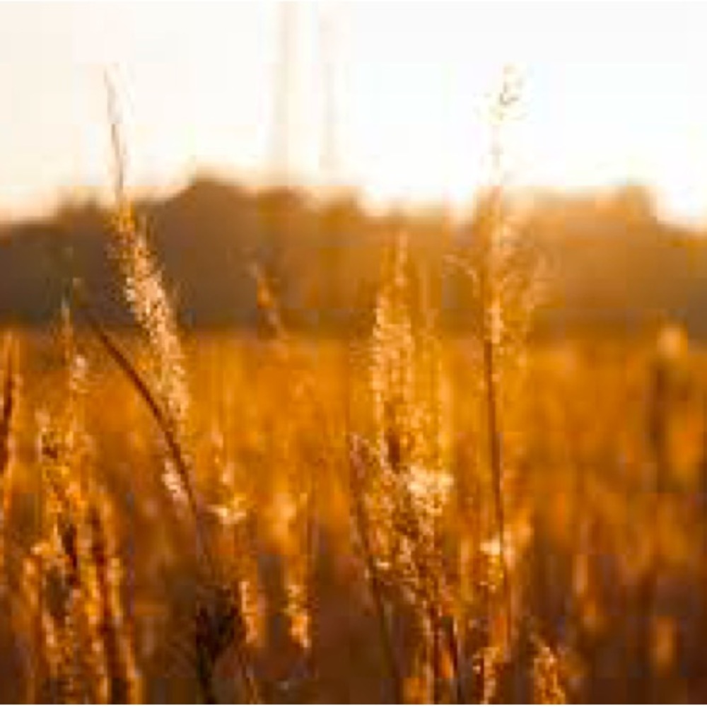 Unlisted Posh Live Item Listing